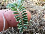 Astragalus amoenus