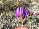 Astragalus lycaonicus