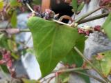 Atriplex hastata