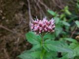 Eupatorium cannabinum