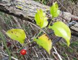 Smilax excelsa