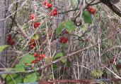 Smilax excelsa