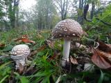 Amanita pantherina