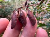 Vicia cassubica