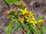 Solidago virgaurea