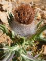 Cirsium cephalotes