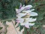 Astragalus bicolor