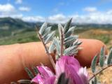 Astragalus condensatus