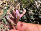 Astragalus tigridis