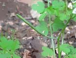 Cardamine graeca
