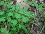 Cardamine graeca