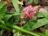 Trifolium pauciflorum