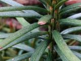 Cephalotaxus harringtonii