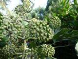 Fatsia japonica