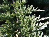 Juniperus squamata