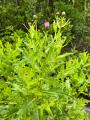 Cirsium pubigerum