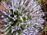 Echinops orientalis