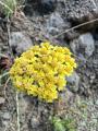 Achillea santolinoides subsp. wilhelmsii