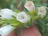 Onosma proballanthera