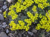 Alyssum bornmuelleri