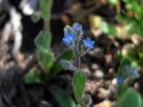 Myosotis stricta