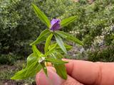 Legousia falcata