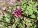 Valeriana officinalis