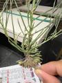 Erysimum uncinatifolium