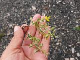 Alyssum xanthocarpum