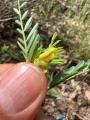 Vicia anatolica