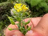 Alyssum praecox