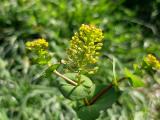 Lepidium perfoliatum