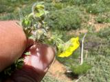 Potentilla geranioides