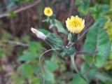 Sonchus oleraceus