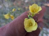 Diplotaxis tenuifolia