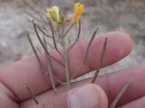 Diplotaxis tenuifolia
