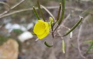 Diplotaxis tenuifolia