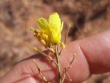 Diplotaxis tenuifolia