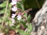 Micromeria cremnophila subsp. anatolica