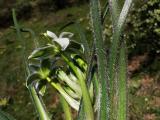 Ornithogalum armeniacum