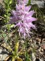 Orchis italica