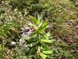 Stachys woronowii