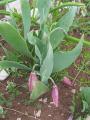 Fritillaria alburyana