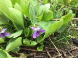 Viola odorata