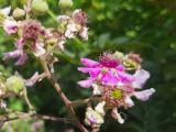 Rubus sanctus