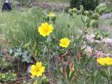 Potentilla pedata