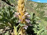 Orobanche coelestis