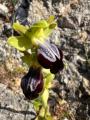 Ophrys fusca