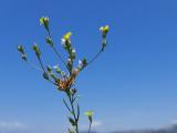 Linum corymbulosum