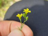 Linum corymbulosum